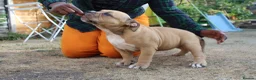 American Bully dogs for sale: American Pocket Bully’s  - Advert 31