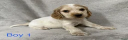 Cocker Spaniel dogs for sale: Show-type cocker spaniels in Maidstone - Advert 6