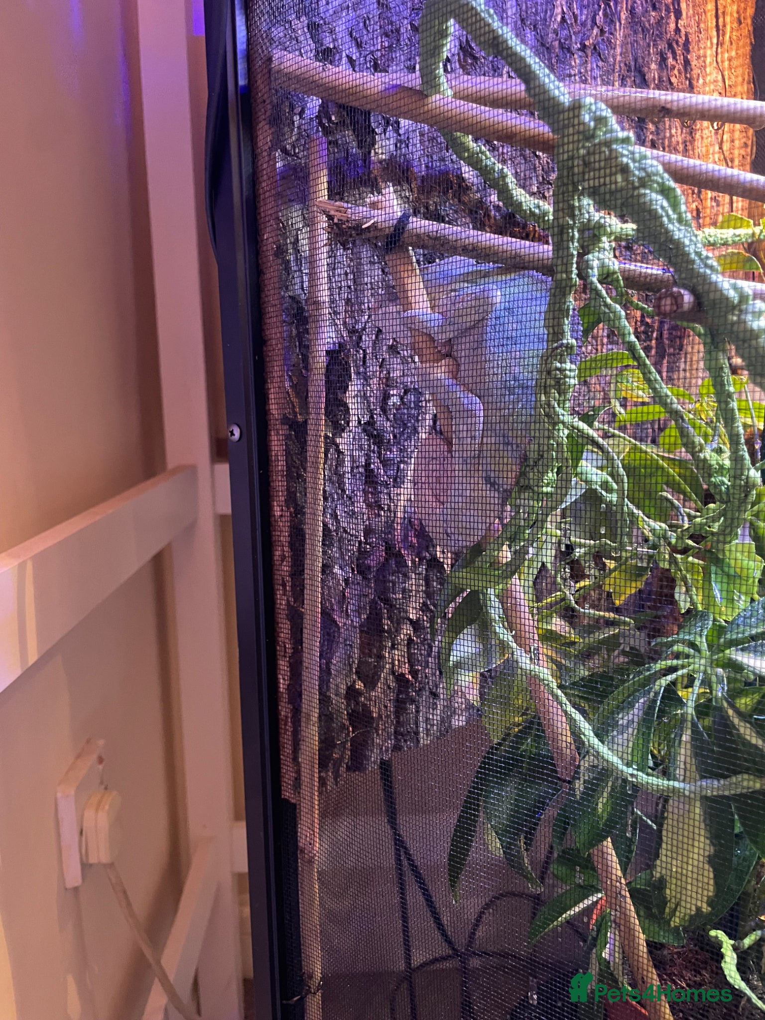 Chameleon reptiles for sale: Zoo Med. Reptibreeze Chameleon Enclosure (NO CHAM) - Advert 3