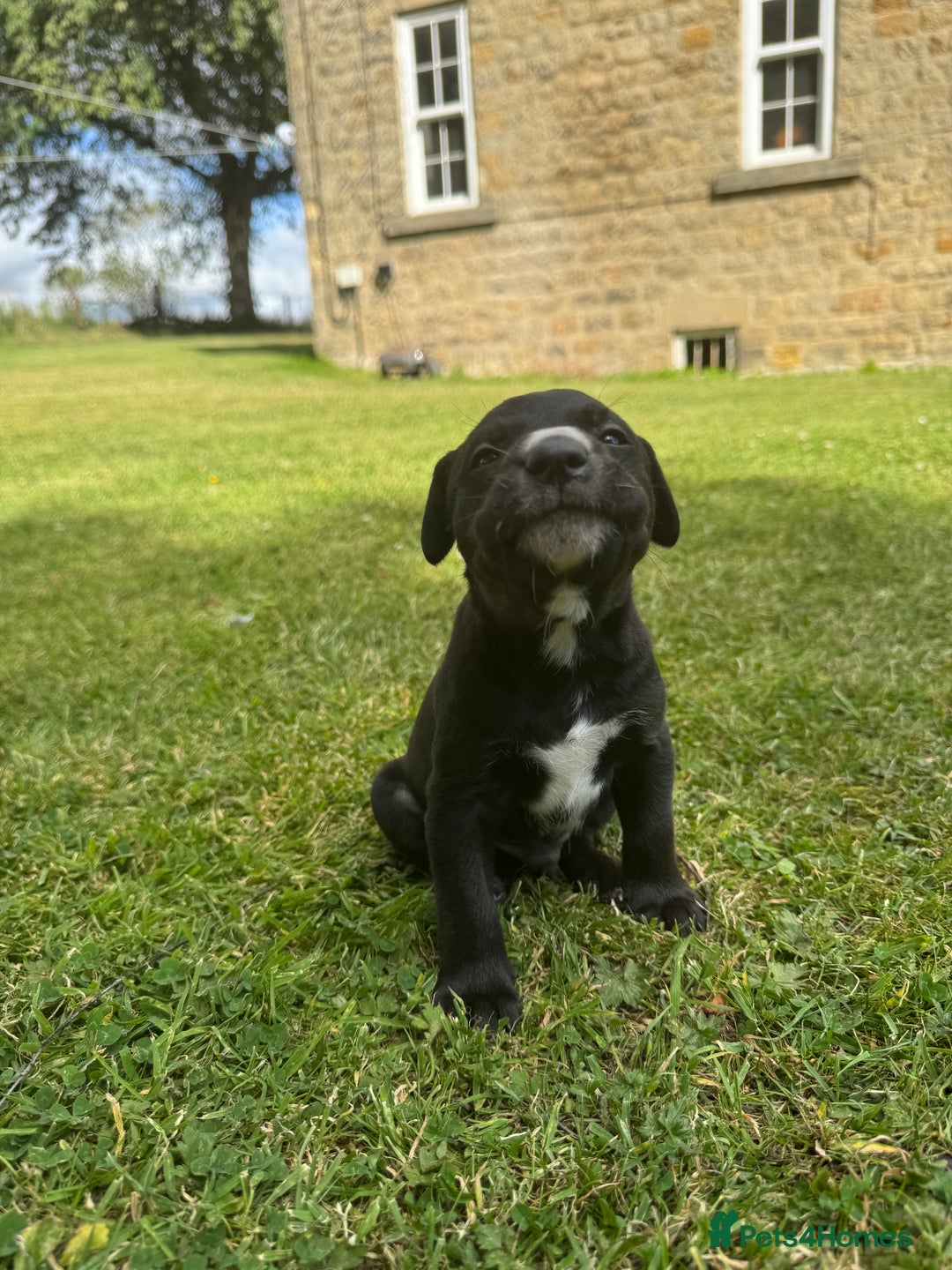 Mixed Breed dogs for sale: Lab x patterdale  - Image 3