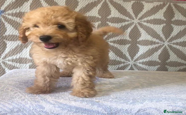 Cavapoo dogs - Advert 2