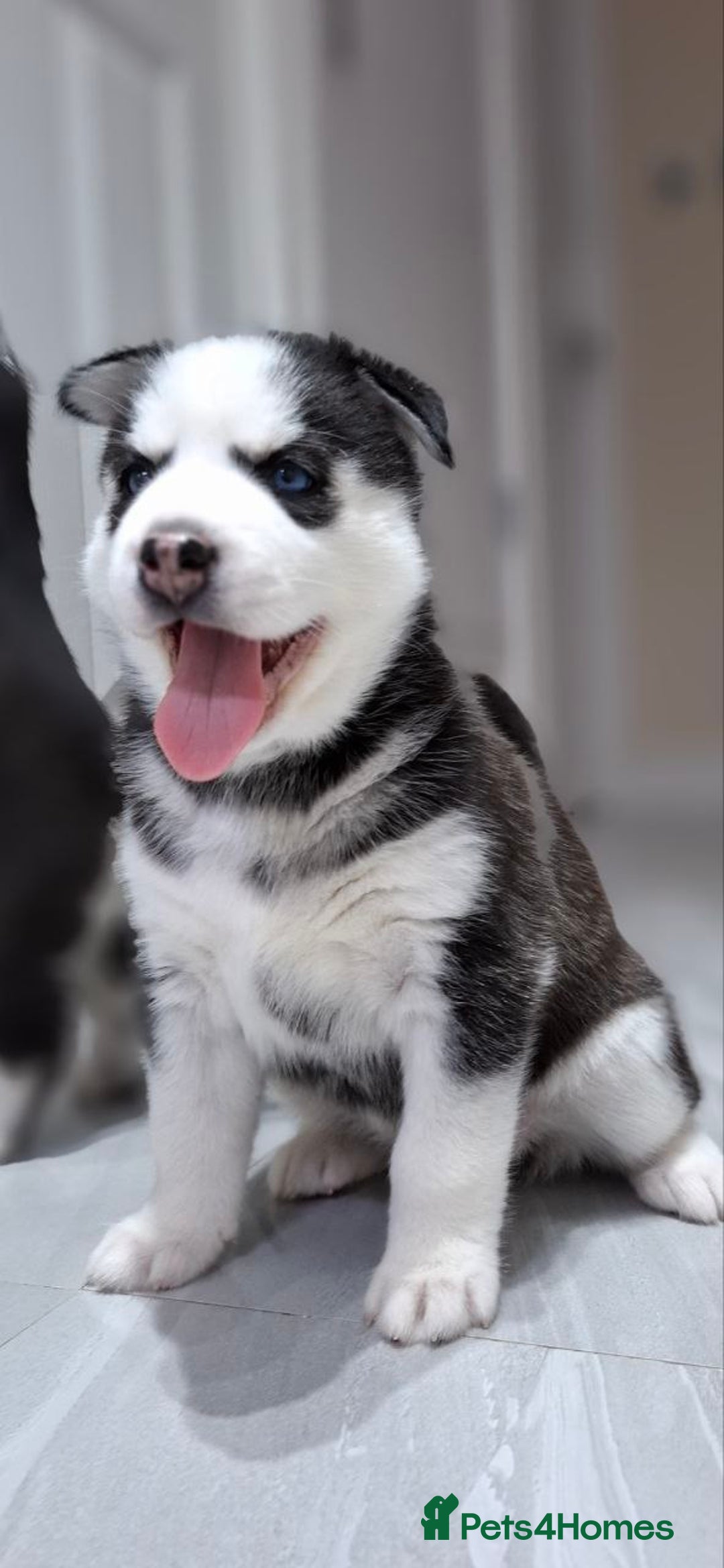 Siberian Husky dogs for sale: Siberian Huskies 1 Male 4 Female - Advert 7