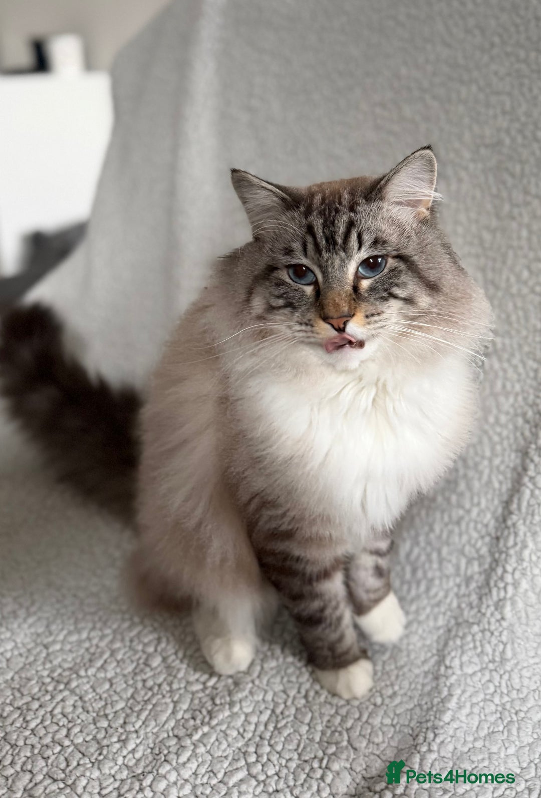 Ragdoll cats for sale: Stunning, Gentle Boy Looking For His New Home - Advert 3