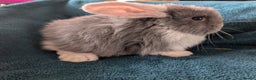 French Lop rabbits for sale: GIANT FRENCH LOPS 🚨last one🚨 - Advert 8