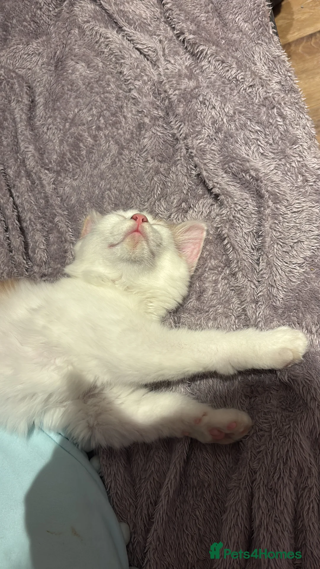 Domestic Shorthair cats for sale: Ginger & White Male Kitten - last of litter  - Advert 5