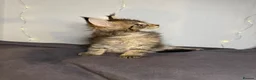Maine Coon cats for sale: Georgeous Maine Coon kittens  - Advert 10