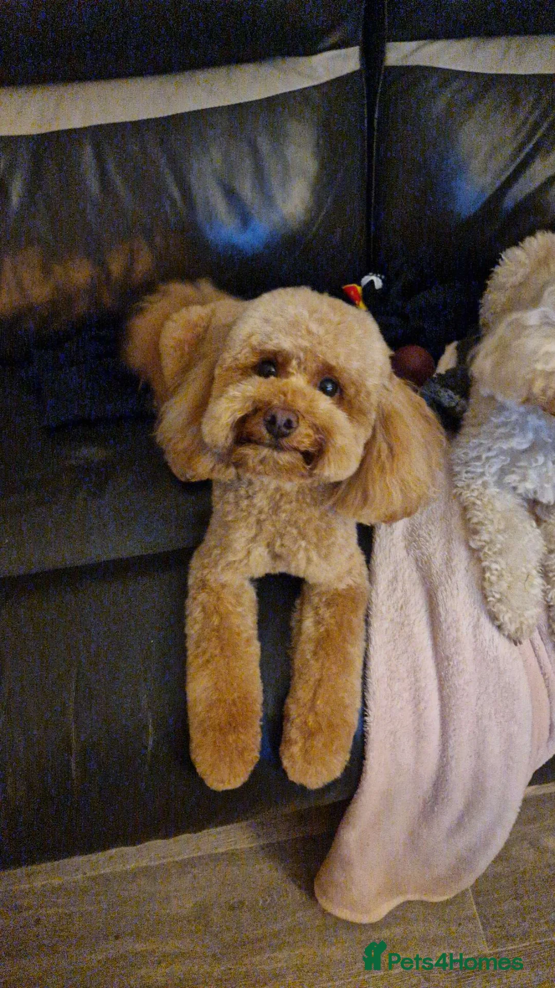 Toy Poodle dogs for sale: Beautiful red toy poodles  - Advert 1