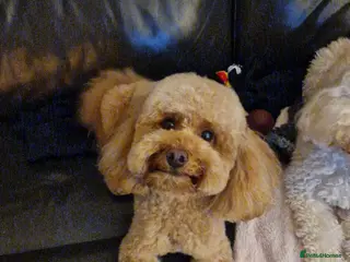 Toy Poodle dogs Beautiful red toy poodles - Advert 1