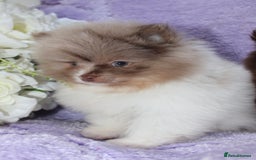 Pomeranian dogs for sale: PARTI MERLE QUALITY KC POMERANIANS - Image 32