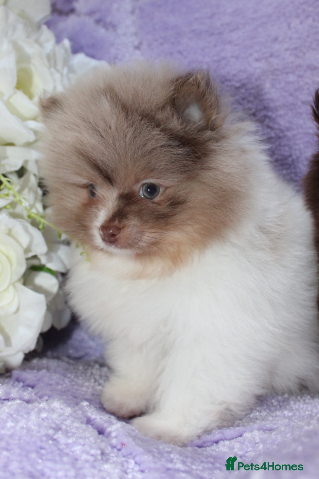 Pomeranian dogs for sale: PARTI MERLE QUALITY KC POMERANIANS - Image 32