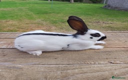 English Spot rabbits for sale: Baby English rabbits  - Image 2