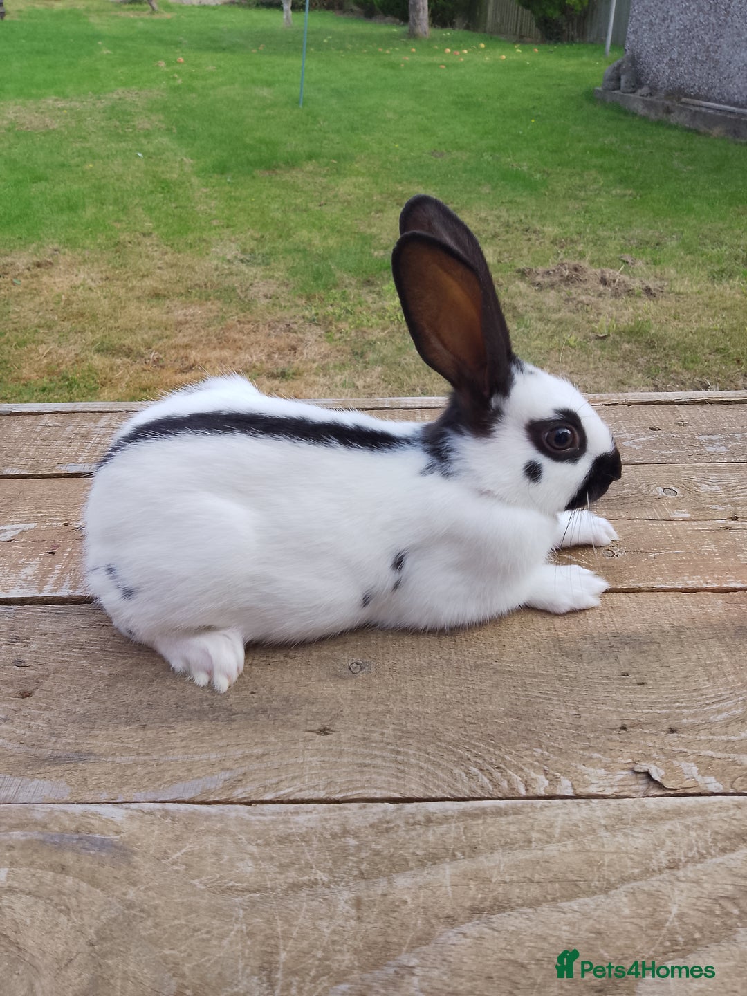 English Spot rabbits for sale: Baby English rabbits  - Image 2