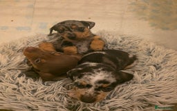 Miniature Dachshund dogs for sale: Amazing miniture dachshund puppies  - Image 16