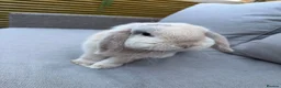 Mini Lop rabbits for sale: beige mini lop in Colne - Advert 3