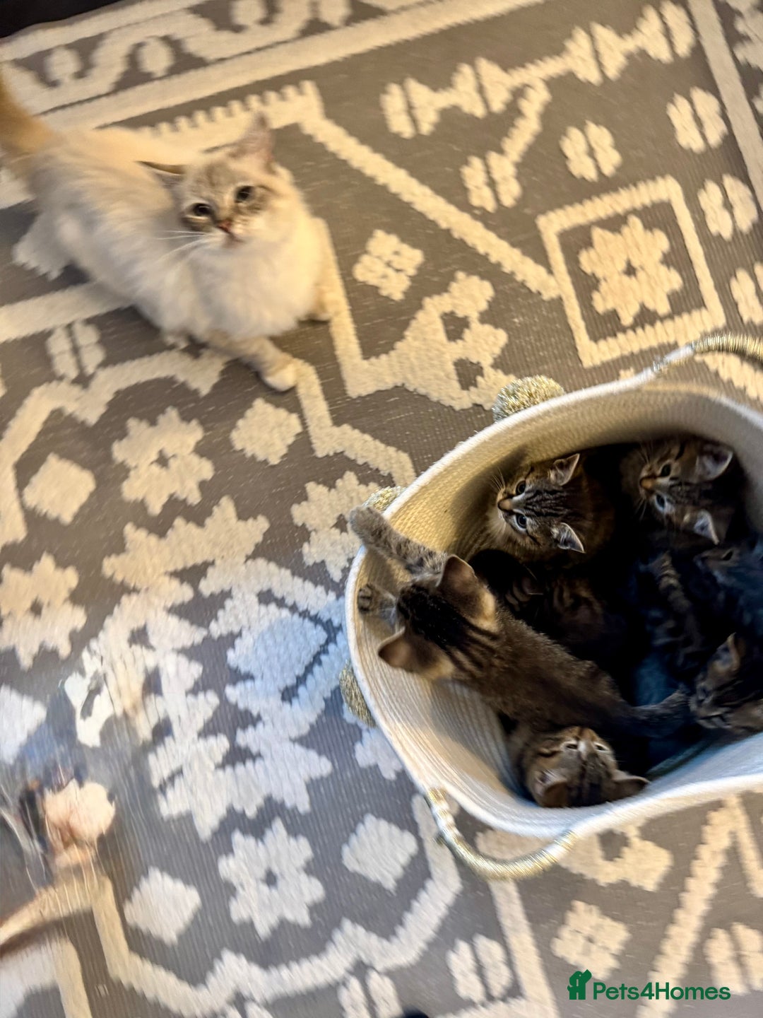 Ragdoll cats for sale: Ragdoll X Kittens - Image 2