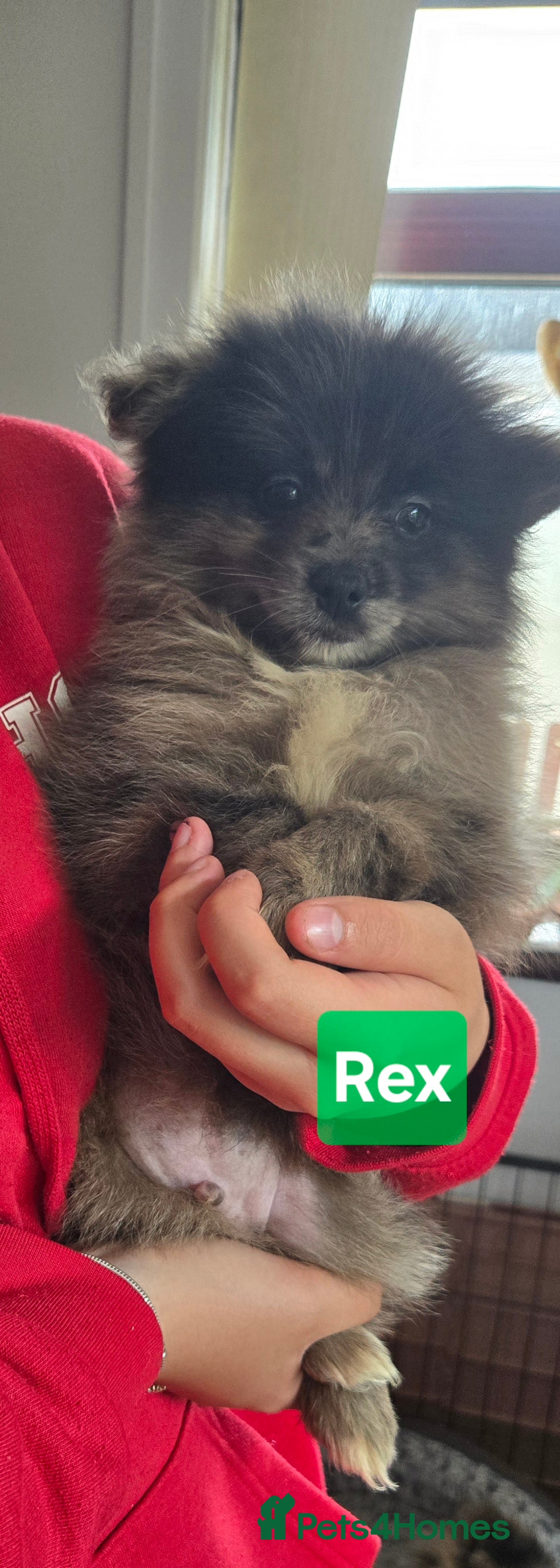 Pomeranian dogs  3 gorgeous pomeranian puppies available  - Advert 2