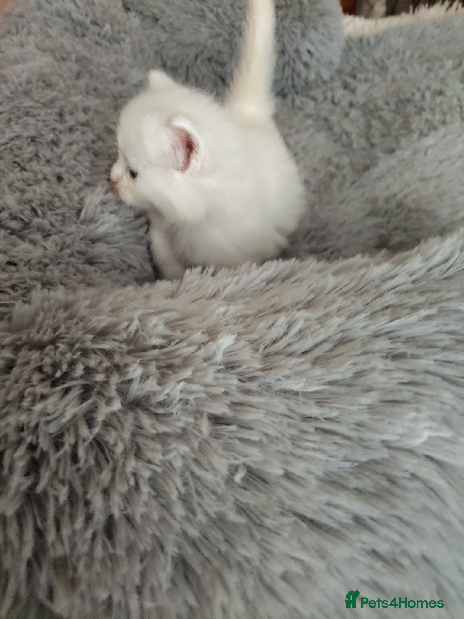 Maine Coon cats Maincoon kittens for sale - Advert 8