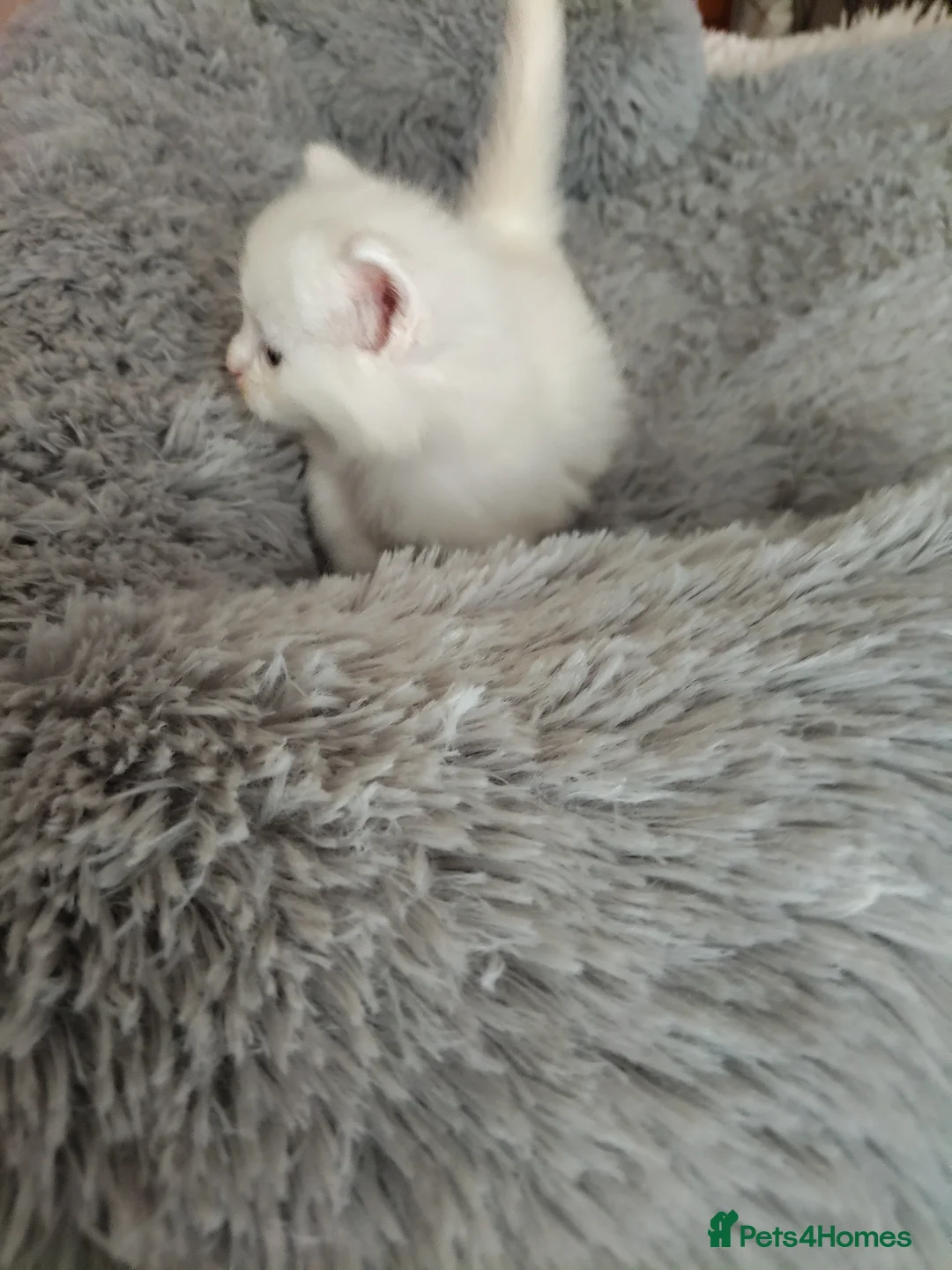 Maine Coon cats for sale: Maincoon kittens for sale - Advert 2