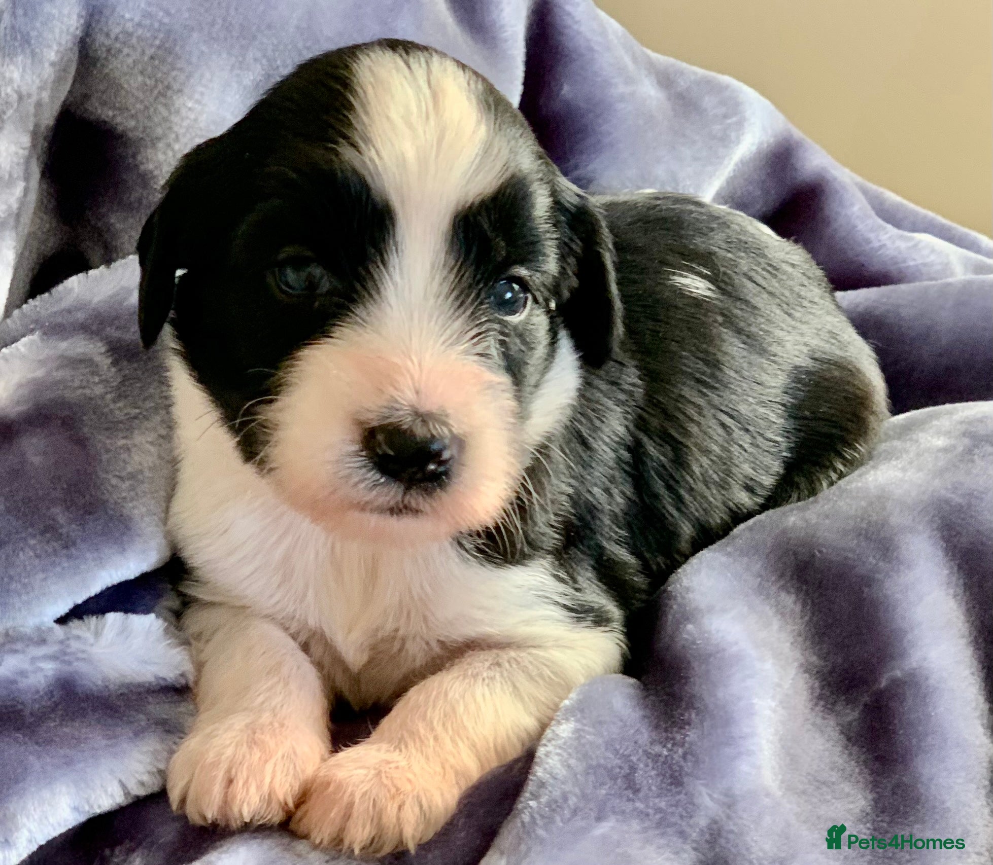 Tibetan Terrier dogs Lovely Litter of KC Reg Tibetan Terrier puppies  - Advert 1