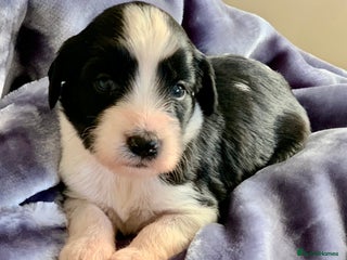 Tibetan Terrier dogs Lovely Litter of KC Reg Tibetan Terrier puppies - Advert 2