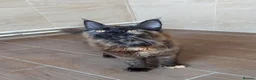 Maine Coon cats for sale: DNA TESTED MAINE COON FEMALE KITTEN !!!  - Advert 4