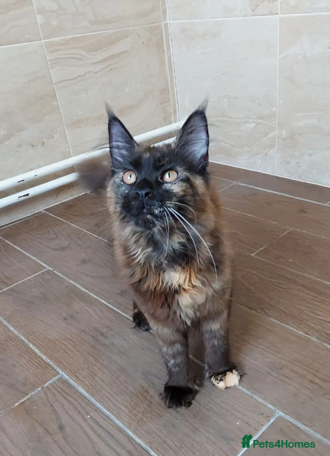 Maine Coon cats for sale: DNA TESTED MAINE COON FEMALE KITTEN !!!  - Advert 2
