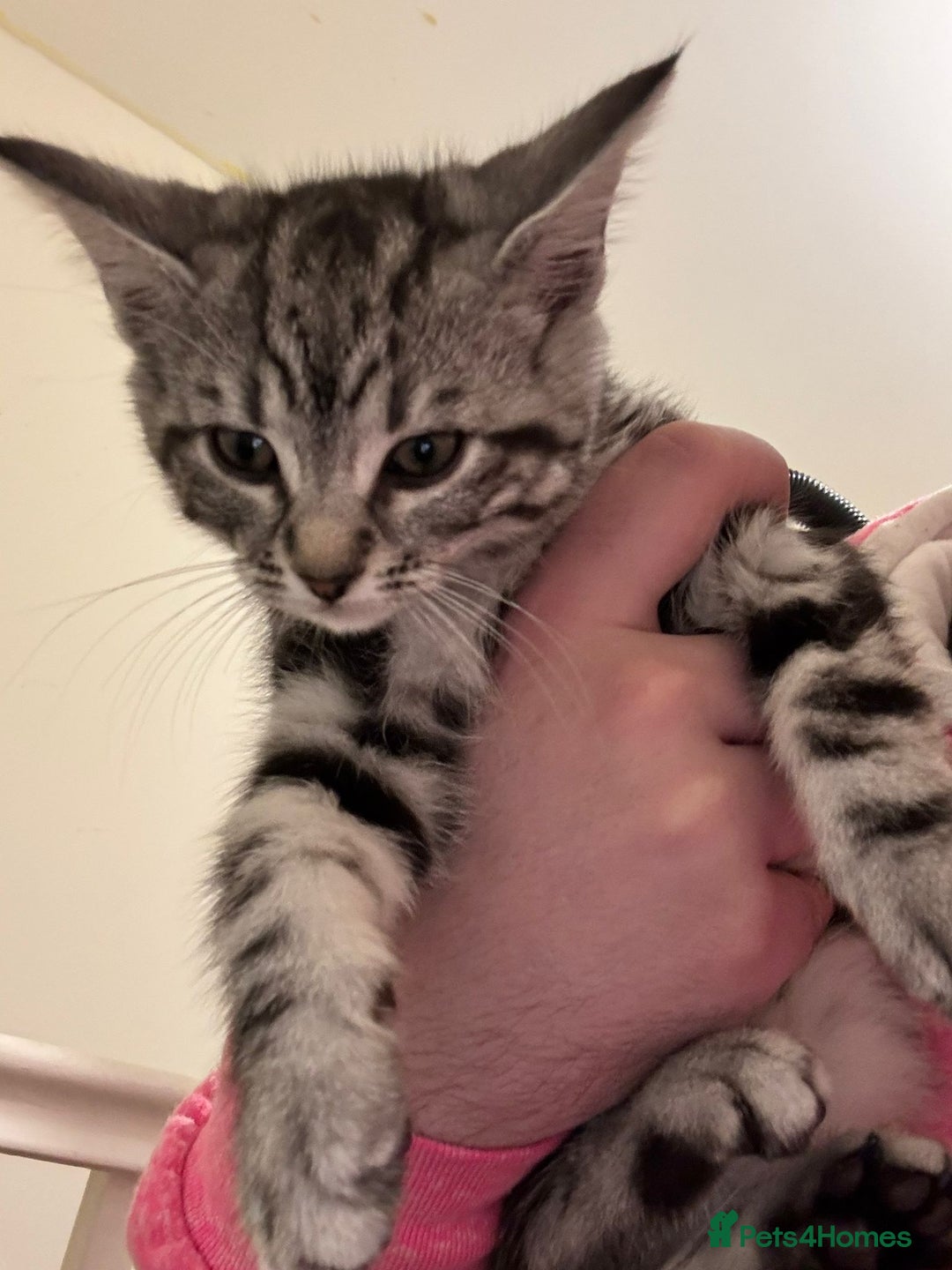 Maine Coon cats for sale: Beautiful, friendly playful Maine Coon cross kits - Advert 12