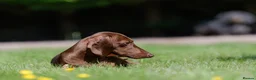 Miniature Dachshund dogs for stud: Miniature Dachshund Stud - Advert 8