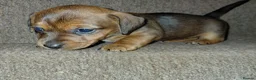 Jackshund dogs for sale: Miniature dachshund cross jack russell - Advert 12