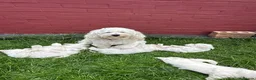 Bichon Frise dogs for sale:     🐶 6 Adorable Puppies Looking for a Home - Advert 9