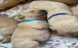 Goldador dogs for sale: Beautiful litter off 11 goldador puppies  - Image 17