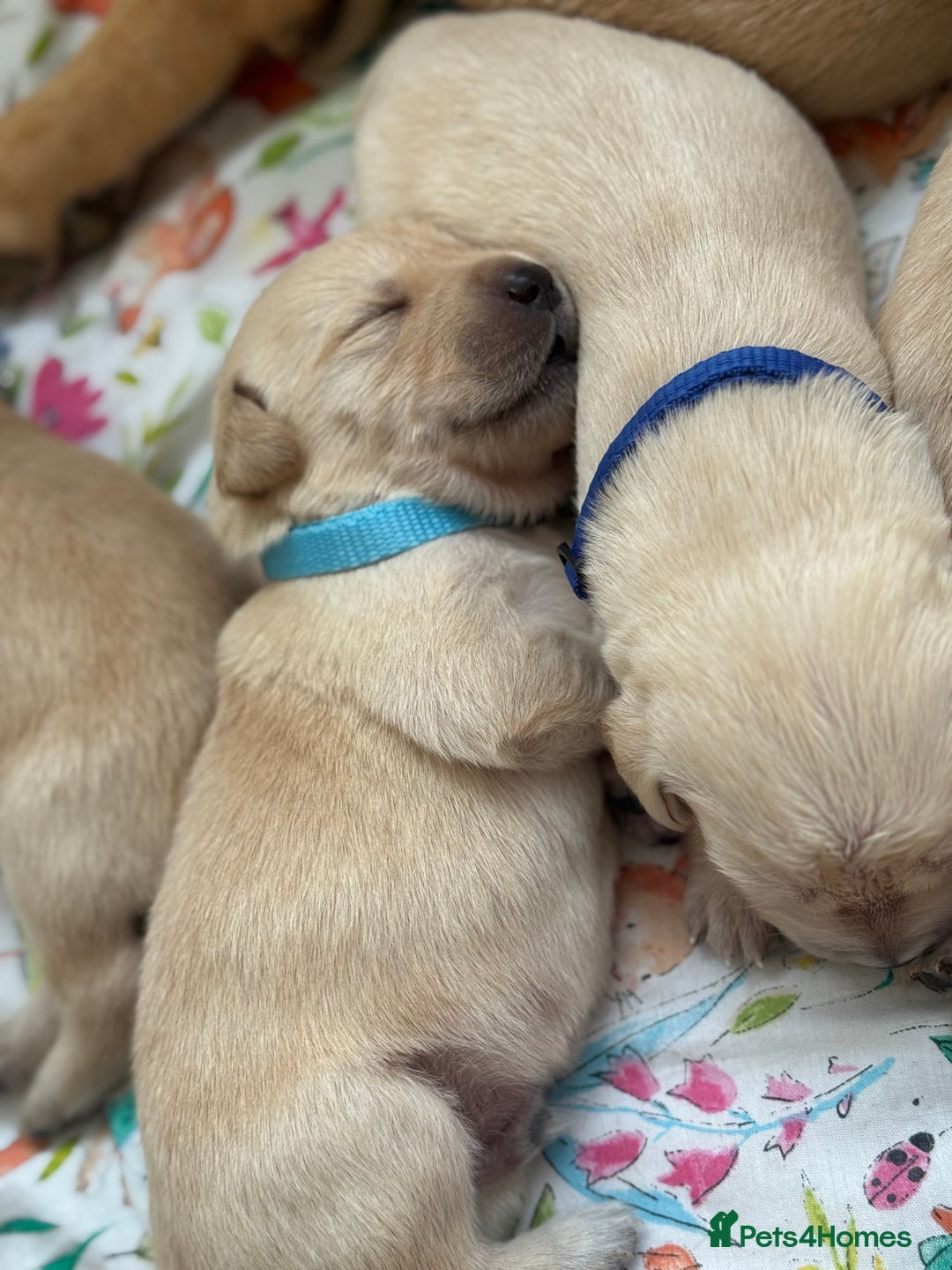 Goldador dogs for sale: Beautiful litter off 11 goldador puppies  - Image 17