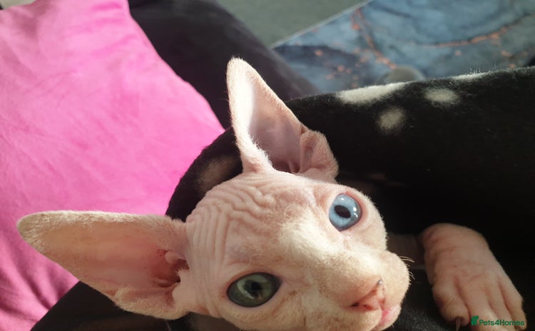 Sphynx cats - Advert 13