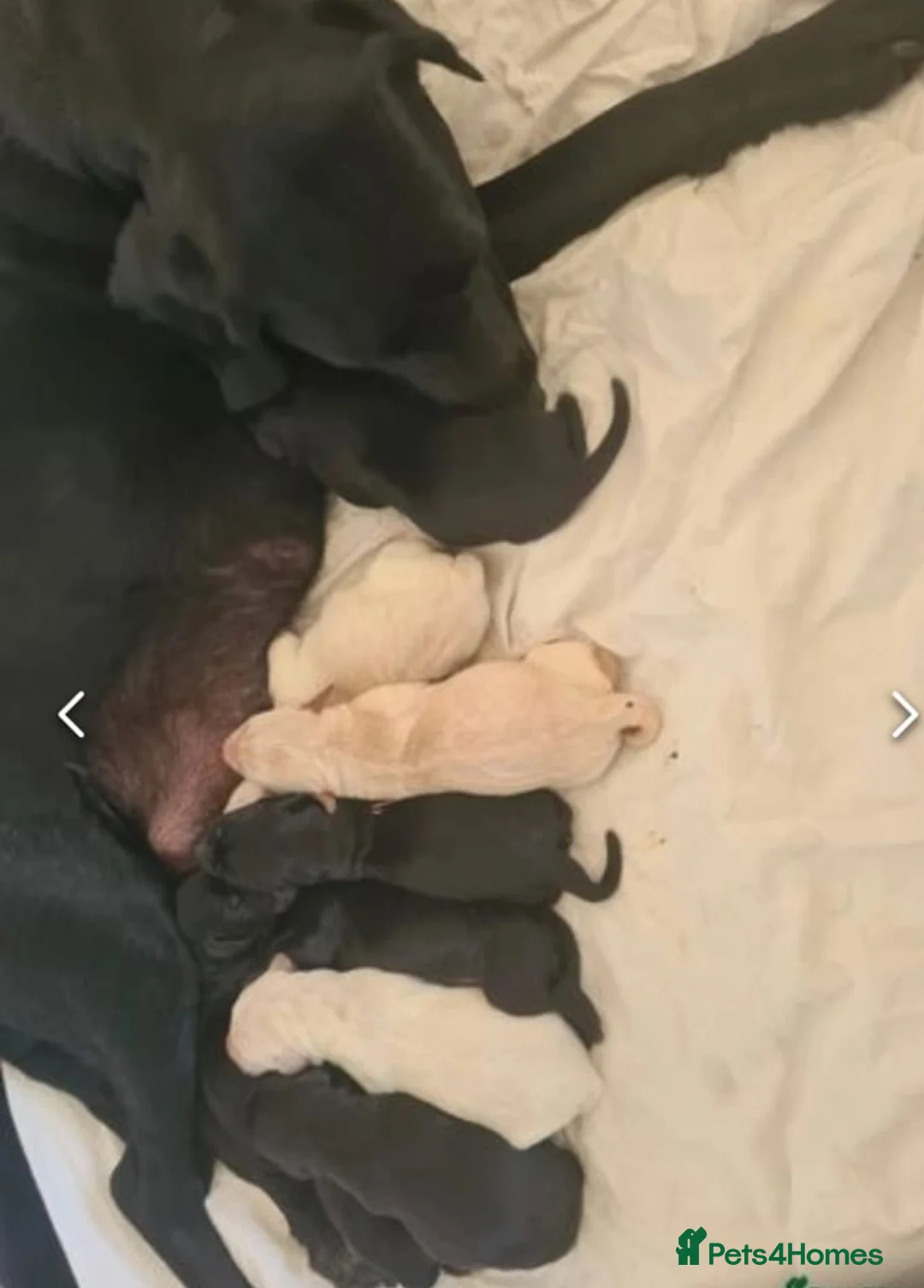 Labrador Retriever dogs for stud: 🐶✨KC reg handsome boy for stud✨🐶 in Blackburn - Advert 8