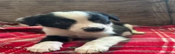 Mixed Breed dogs for sale: 🐾✨ TWO Border Collie x Blue Heeler Pups left ✨🐾 - Advert 2