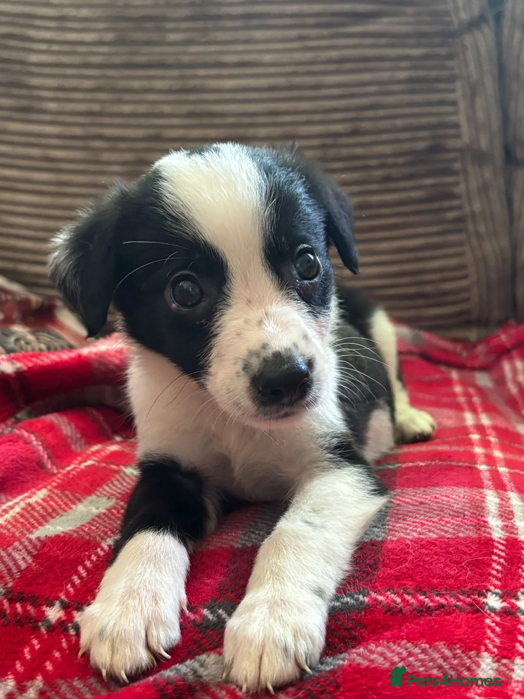 Mixed Breed dogs for sale: 🐾✨ TWO Border Collie x Blue Heeler Pups left ✨🐾 - Advert 2