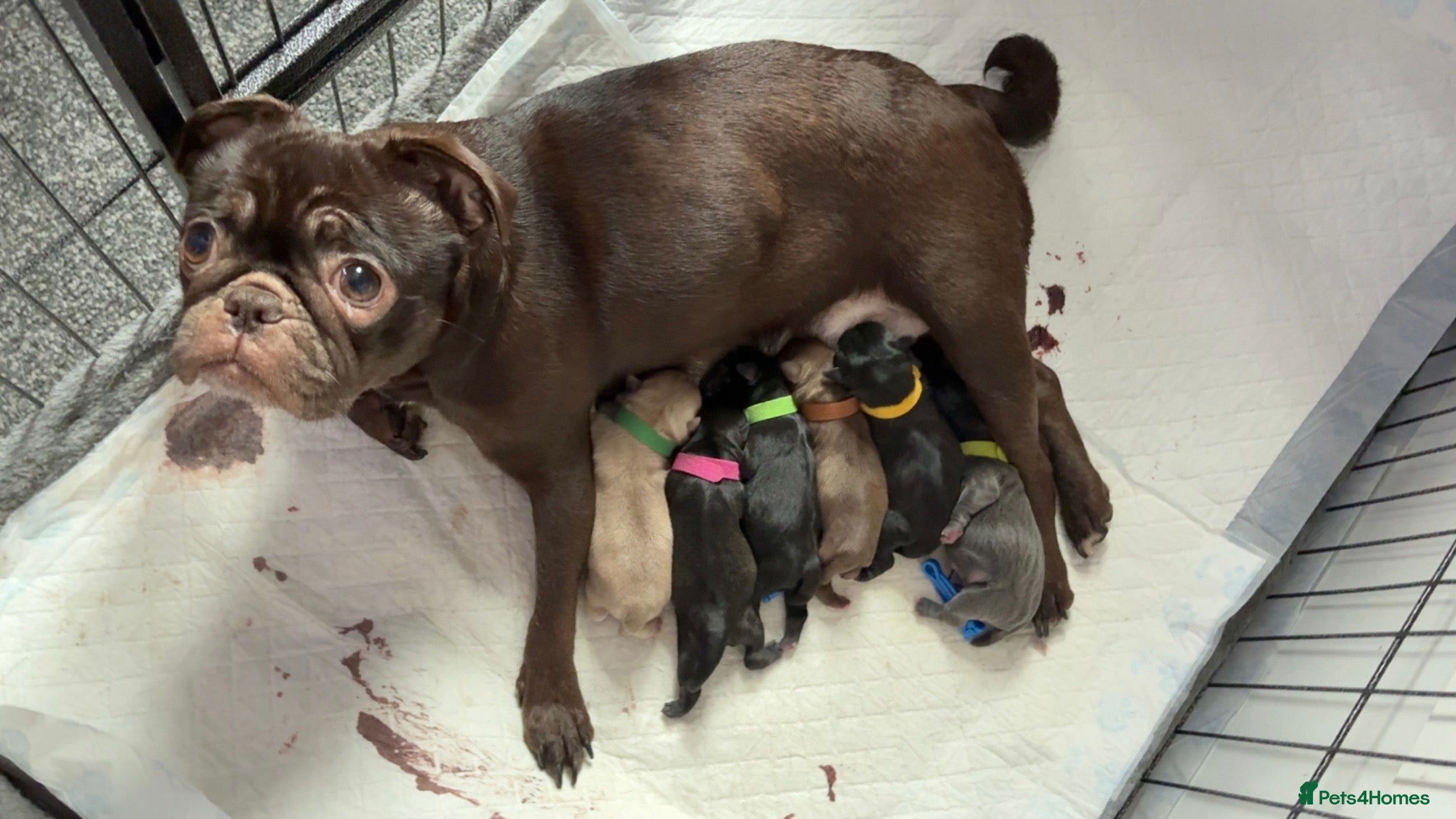 Pug dogs 6 stunning pugs for sale - Advert 1