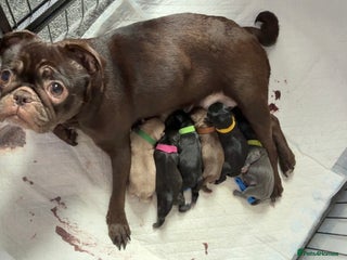 Pug dogs 6 stunning pugs for sale - Advert 1