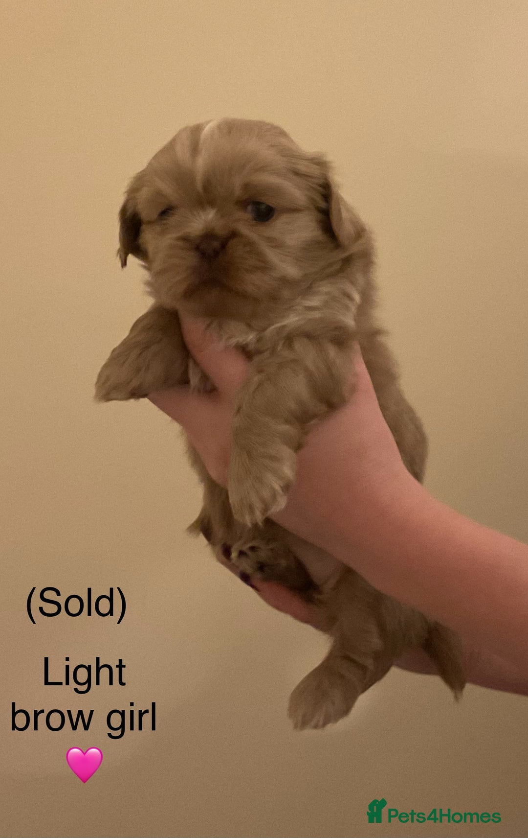 Shih Tzu dogs for sale: Beautiful Shih Tzu pups for sale 💖 - Advert 5