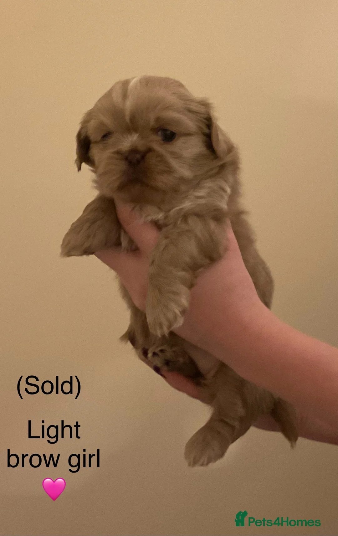 Shih Tzu dogs for sale: Beautiful Shih Tzu pups for sale 💖 - Advert 5