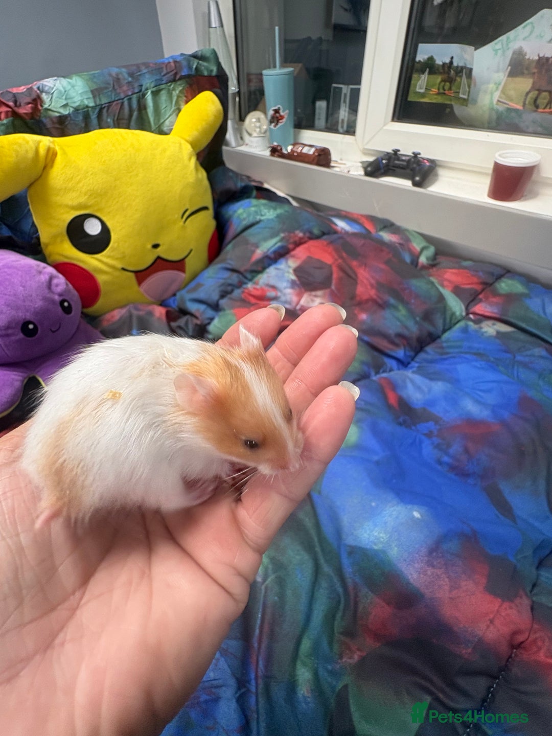 Hamster rodents for sale: Friendly Syrian hamster babies  - Image 12