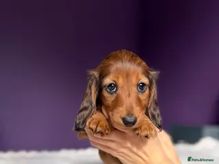 Miniature Dachshund dogs 4 dapple 2 shaded red Lh puppies,Pra clear - Advert 3