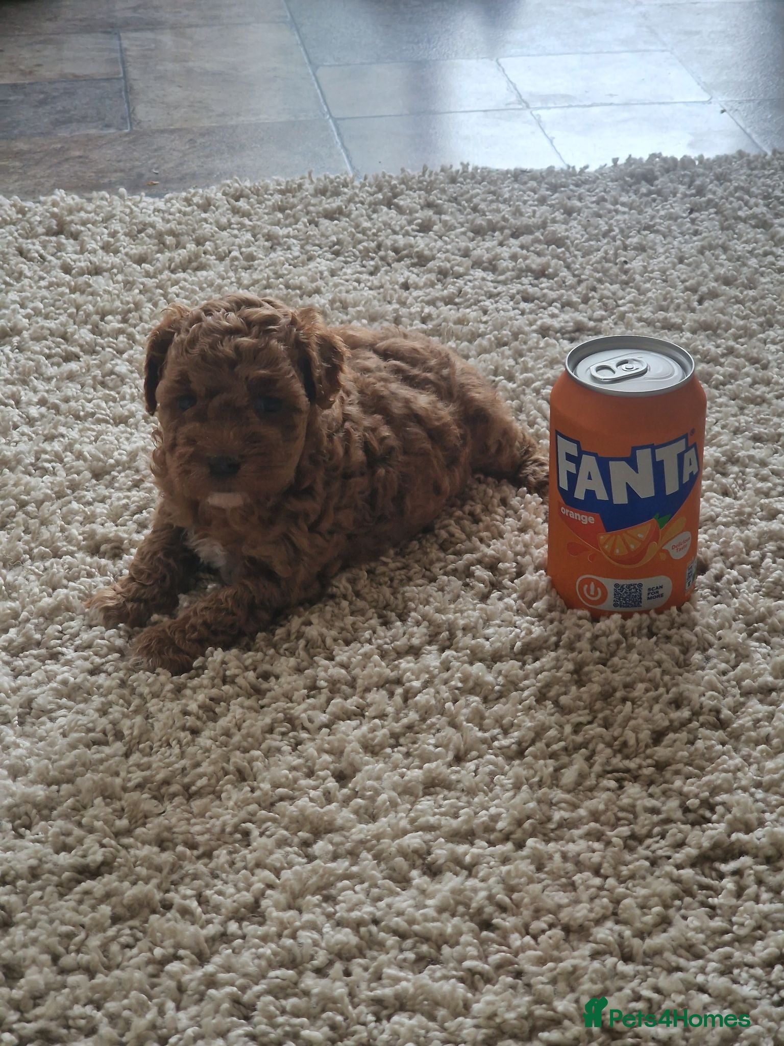 Maltipoo dogs  Adorable Tiny Toy Maltipoo puppies 🐶 - Advert 4