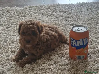 Maltipoo dogs Adorable Tiny Toy Maltipoo puppies 🐶 - Advert 2