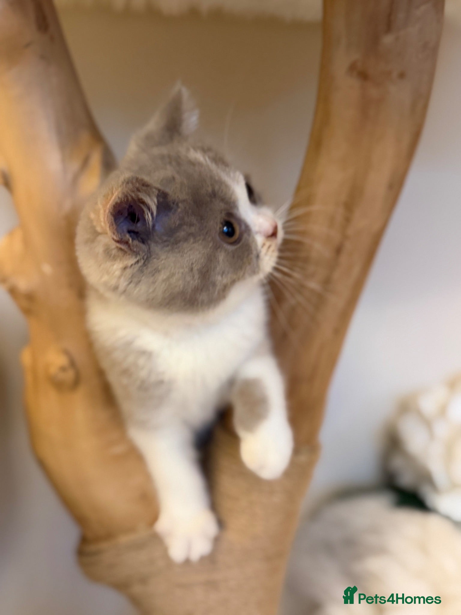 British Shorthair cats Full Pedigree Registered Breeder BSH Kittens  - Advert 15