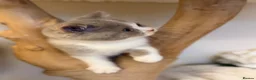 British Shorthair cats for sale: Full Pedigree Registered Breeder BSH Kittens  - Advert 11