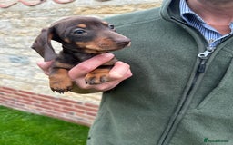 Miniature Dachshund dogs for sale: READY NOW Miniature Daschund puppies  - Image 10