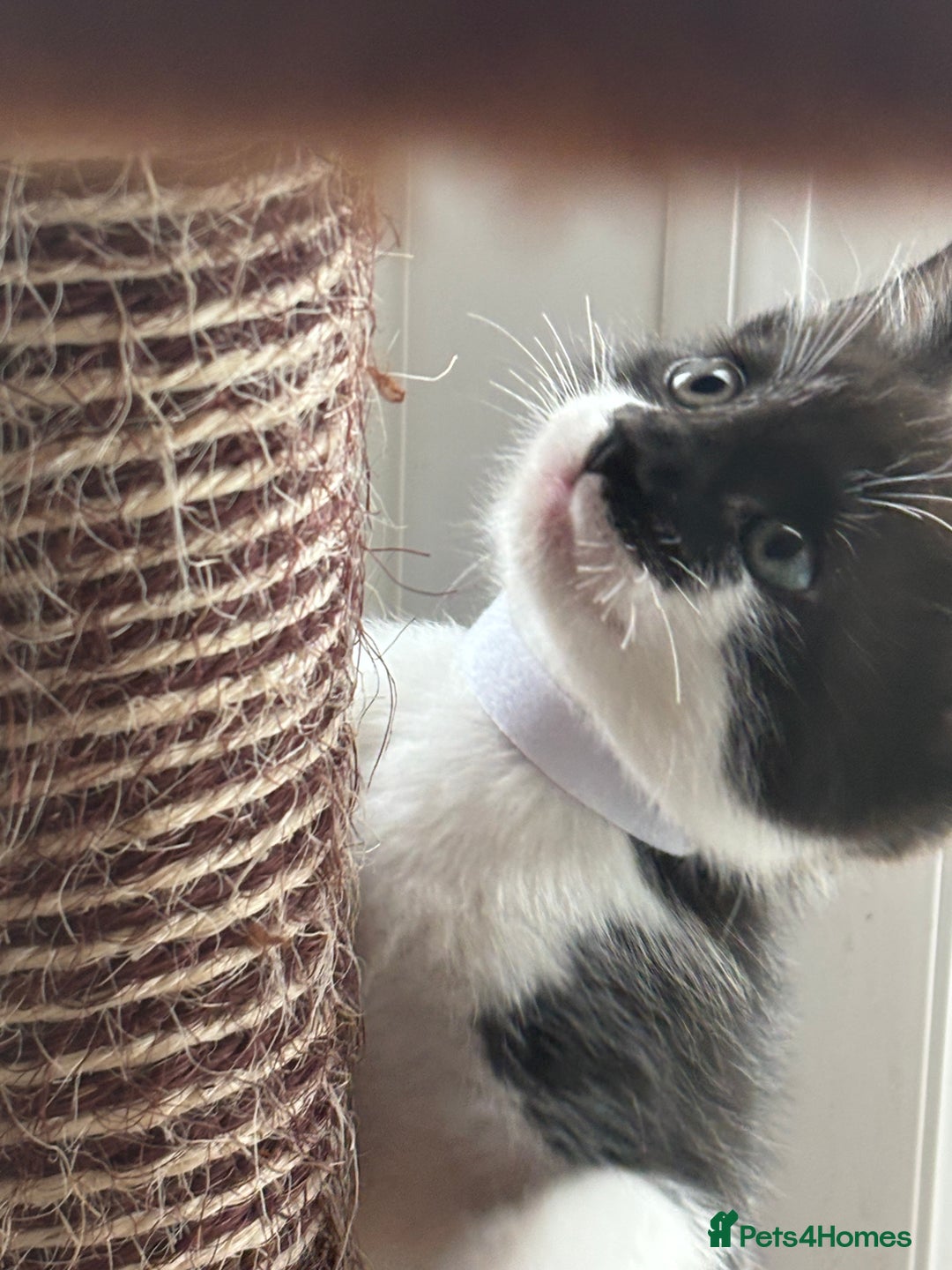 Mixed Breed cats for sale: Stunning litter of 7 kittens - Image 21