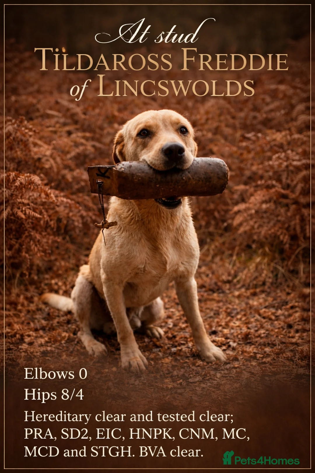 Labrador Retriever dogs for stud: FTCH and FTW parentage Labrador at Stud - Advert 2