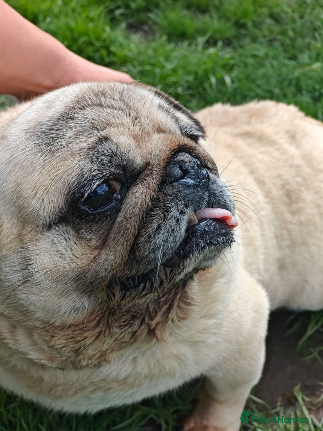 Pug dogs for adoption: 💖🐶 PEPPA 🐶💖 - Image 9